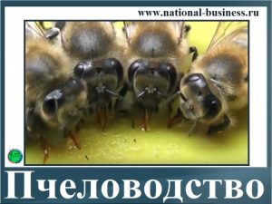 бизнес на пчеловодстве